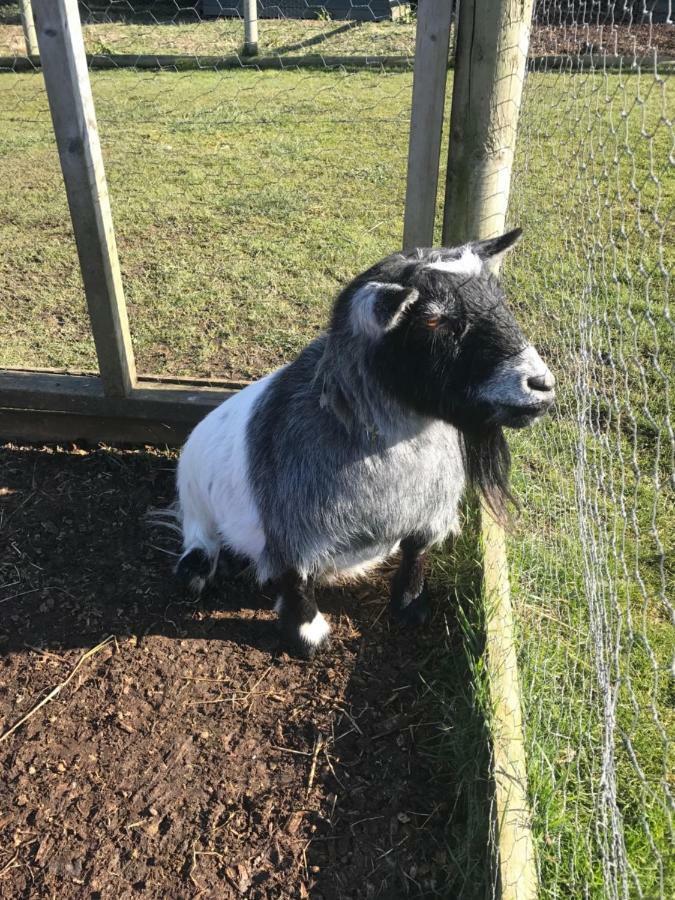 Willow Court Farm Studio East & Petting Farm, 8 Mins To Legoland & Windsor, 15 Mins To Lapland Uk Exterior foto